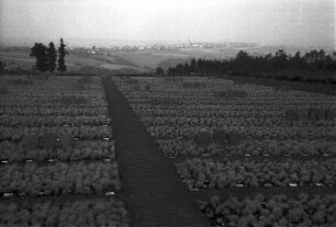 Vossenack: [Ehrenfriedhof Vossenack], Kreuze