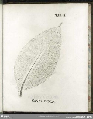 Tab. 8. Canna Indica (Indisches Blumenrohr)