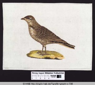 Darstellung eines Vogels