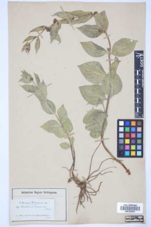 Vincetoxicum canescens canescens (Willd.) K. Schum.