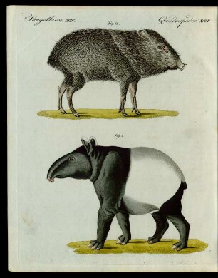 Merkwürdige Säugethiere.
