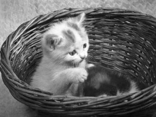 Tiere. Kätzchen. Zwei Katzenjunge in einem Körbchen