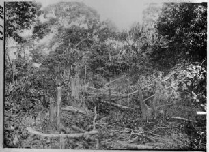 Abgeholzte Bäume in einem Wald : Thailand. Abgeholzte Bäume in einem Wald, 1908/1913