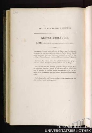 Grosse-ambrée lisse. Ribes succineum, fructu magno, subrotundo, succineo, glabro.