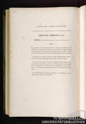 Grosse-ambrée lisse. Ribes succineum, fructu magno, subrotundo, succineo, glabro.