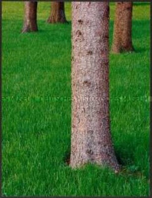 Baumstämme zwischen Gras (Altersgruppe 14-17)
