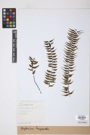 Asplenium harpeodes Kunze