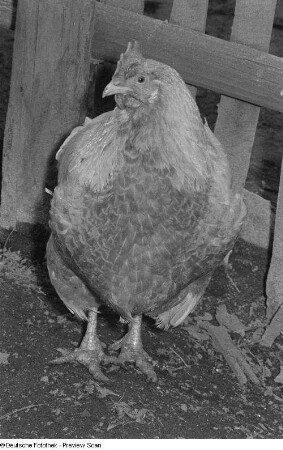 Huhn