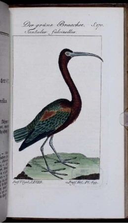 Der grüne Braacher. Tantalus falcinellus.