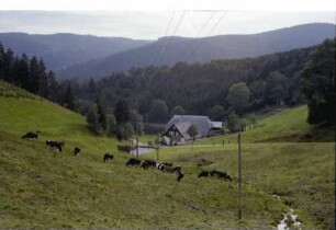Triberg: Talwiese mit Kühen