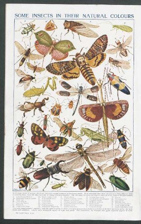 Tafel: Some insects in their natural colours