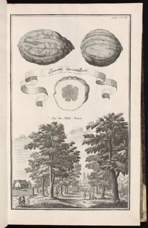 p. 136a Auf der Haller-Wiesen. - Hallerwiese, Nürnberg; Nürnberg