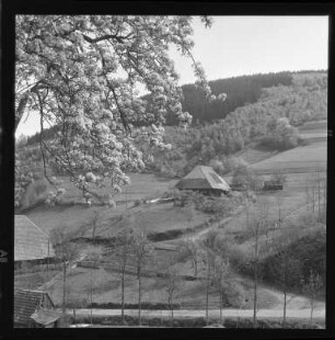 Frühling im Yachtal