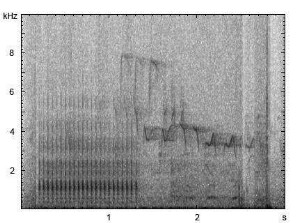 Kleinspecht | Dendrocopos minor - Trommeln