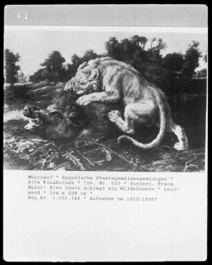 Eine Löwin schlägt ein Wildschwein