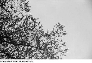 Zweige eines Baumes