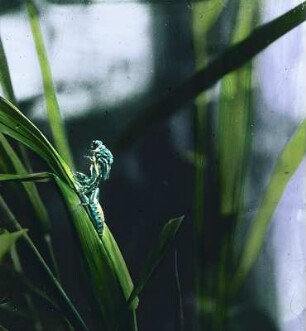 Insekten. Libelle (Odonata), ausschlüpfend