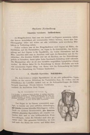 Sechste Abtheilung. Glandulae vasculares. Gefässdrüsen.