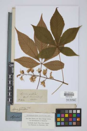 Aesculus pallida Willd.