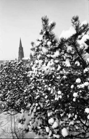 Freiburg: Blick vom Schlossberg auf verschneite Sträucher und Münster