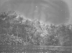 Ufer des Kongo : Die Vegetation am Ufer des Flusses Kongo