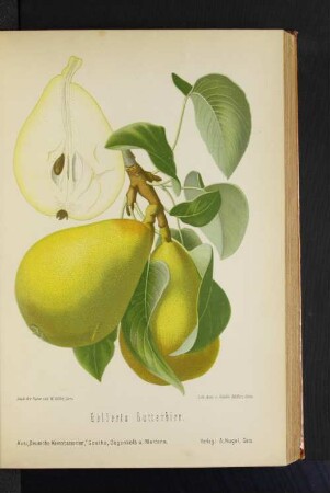 Gellerts Butterbirn
