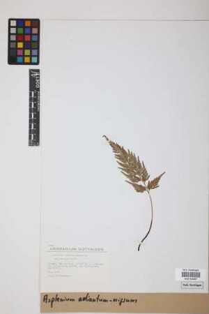 Asplenium adiantum-nigrum L.