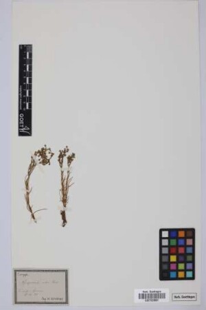 Spergularia rubra (L.) J. Presl & C. Presl