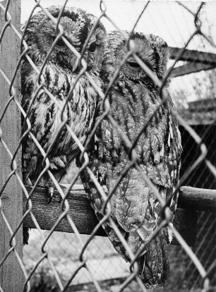 Tierpark Neumünster. Waldkäuze in der Voliere