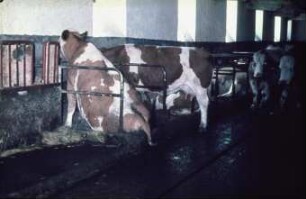 Fotografie: Liegeboxenlaufstall, Liegebox, Tiefbox, Tierverhalten