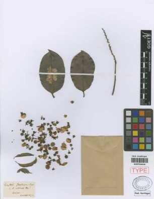 Lecythis salebrosa O.Berg[isotype]