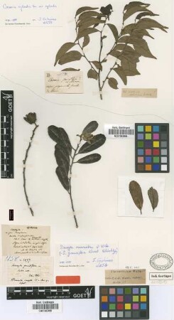 Samyda grandiflora Griseb. [lectotype]