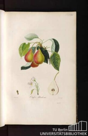 Pl. XXXVII. Cuisse-Madame.