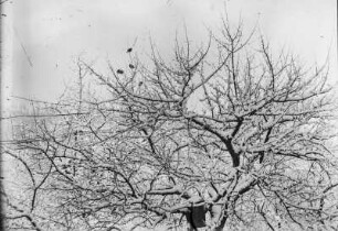 Winteraufnahme : Vögel in einem verschneiten Obstbaum sitzend