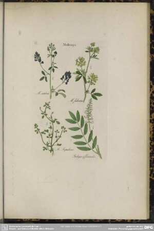 VII. Medicago. M.sativa. M.falcata. M.Lupulina. Galega officinalis