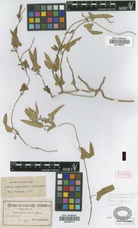 Araujia fusca Griseb. [syntype]