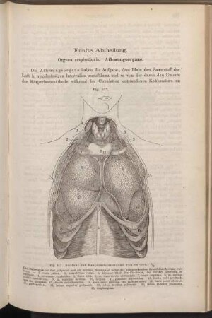 Fünfte Abtheilung. Organa respirationis. Athmungsorgane.