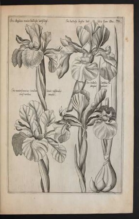 Taf. 34. [Iris]