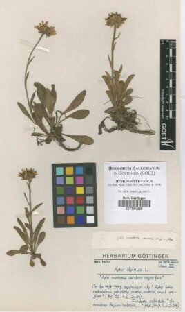 Aster alpinus L.