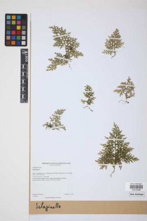 Selaginella P. Beauv.