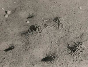 Sandwurm oder Wattwurm (Arenicola marina L.). Kothäufchen. Amrum