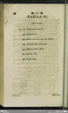 Tabula VI. Radices