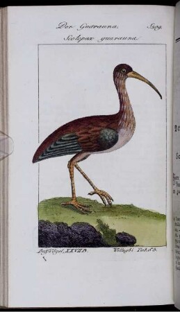 Der Guarauna. Scolopax guarauna.
