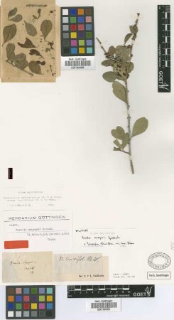 Bumelia buxifolia Roem. & Schult.