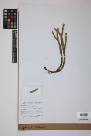 Phlegmariurus eversus (Poir.) B. &Oslash;llg.