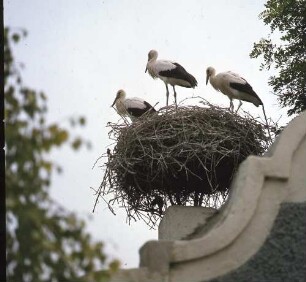 Burgenland. Storchennest mit drei Jungstörchen