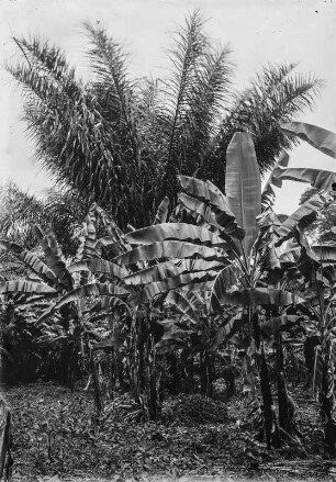Bananenhain : Blick in einen Bananenhain