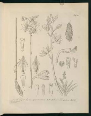 107r-107v, Dipodium squamatum...