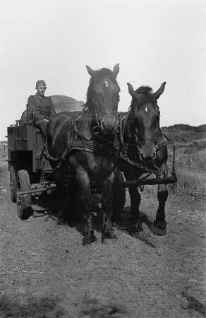Zweiter Weltkrieg. Niederlande unter deutscher Besatzung. Angehöriger der deutschen Wehrmacht auf einem Pferdefuhrwerk in Dünen an der Nordsee (wohl bei Den Haag)