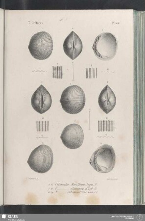 Pl. 306